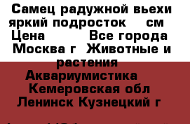 Самец радужной вьехи яркий подросток 15 см › Цена ­ 350 - Все города, Москва г. Животные и растения » Аквариумистика   . Кемеровская обл.,Ленинск-Кузнецкий г.